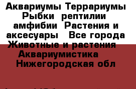 Аквариумы.Террариумы.Рыбки, рептилии, амфибии. Растения и аксесуары - Все города Животные и растения » Аквариумистика   . Нижегородская обл.